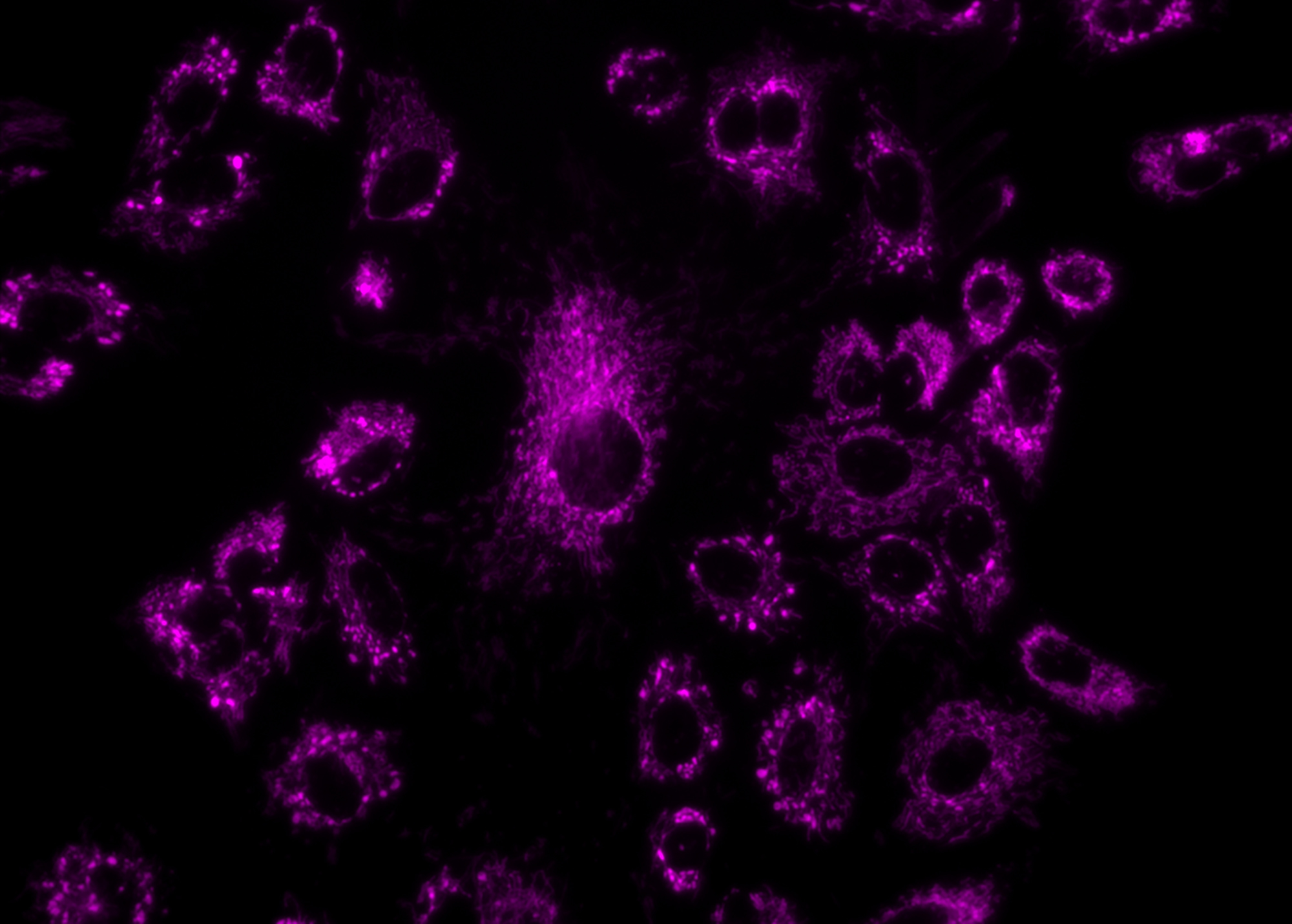 Cell &amp; Molecular Biology Program image.