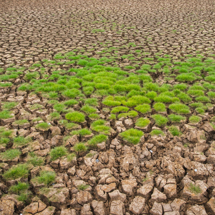 dry soil with patches of grass