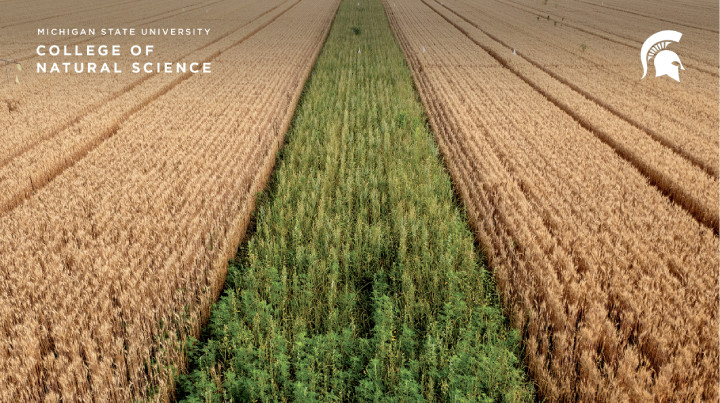 College of Natural Science Virtual Background of a Farm Field