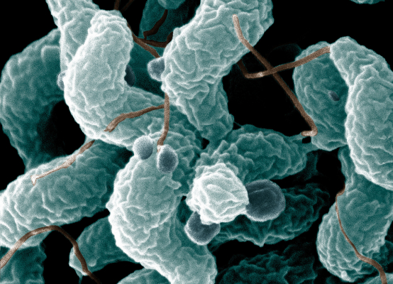 A colorized electron microscope image shows a close-up of Campylobacter jejuni bacteria, many of which carry antibiotic resistant genes, as shown by Michigan State University researchers. 