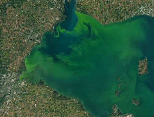 Lake Erie’s coastline, dotted with green and golden land parcels, borders the left and top side of this satellite photo. The lake itself dominates most of the image, but its blue water is only visible in a few spots. The rest is covered by a green bloom of cyanobacteria.