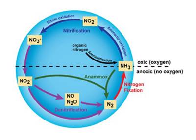 A graphic highlights specific reactions in the nitrogen cycle. The cycle is shown as a circle with a starting point at its rightmost spot. This is labeled NH3, or ammonia, a major ingredient in fertilizers. From there, following the circle counterclockwise, ammonia is transformed into nitrite (NO2-) and then nitrate (NO3-) in the presence of oxygen. The next leg of the cycle is performed without oxygen and transforms nitrate to nitrite, then to nitric oxide (NO) and nitrous oxide (N2O), then to molecular nitrogen (N2) and back to ammonia.