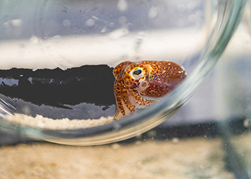 An image of a Hawaiian bobtail squid in a tank in Elizabeth Heath-Heckman's lab.