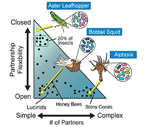 This chart presents a conceptual overview of nature’s symbiotic relationships in the study — leafhoppers, squid and Aiptasia, a genus of sea anemone.