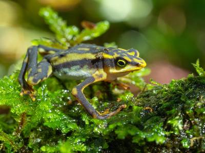 A small harlequin frog (Atelopus aff. longirostris) with black, yellow and light-greenish stripes rests on green foliage.