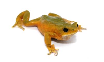 A small orange harlequin frog (Atelops bomolochos) with black eyes crawls along a white background.