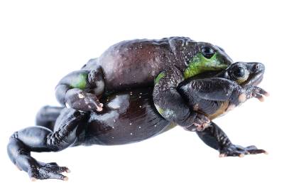 A smaller dark-colored harlequin frog with green markings is perched on the back of a larger dark harlequin frog with yellowish-orange spots.