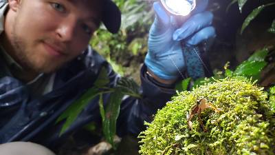 MSU doctoral student Kyle Jaynes shines a light on a harlequin frog (Atelopus coynei), which is striped and spotted with earthy tones, sitting on a patch of green moss.