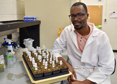 Postdoctoral researcher Yosia Mugume working with Arabidopsis thaliana plants in the Benning lab. 