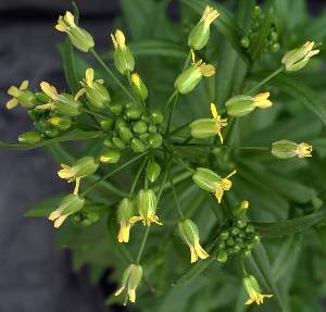 A Camelina sativa plant is photographed from above, showing four-petaled yellow flowers emerging from green buds. 