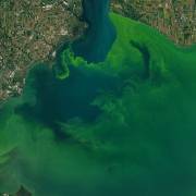 This satellite image shows a bloom (in green) on Lake Erie in 2017. Credit: Joshua Stevens/NASA Earth Observatory 