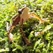 Researchers from MSU and Ecuador have confirmed that many harlequin frogs once believed to be extinct are, in fact, persisting. 