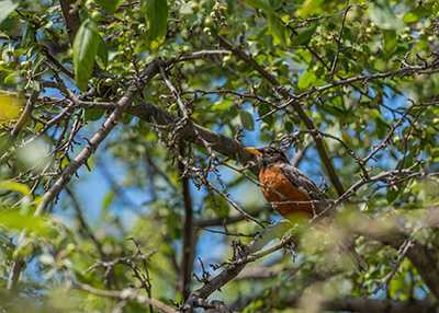 A photograph taken through green leaves and thin, grayish-brown branches shows a red-breasted American robin perched in a tree. 
