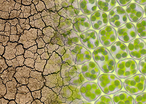 A vertical photo showing arid land on the left and plant cells on the right.