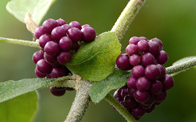 A closeup photo of a a cluster of beautyberries. 