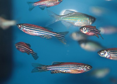 A photo of a school of zebrafish swimming in water. The zebrafish is a freshwater fish belonging to the minnow family. It is an important and widely used vertebrate model organism in scientific research, notable for its regenerative abilities. 