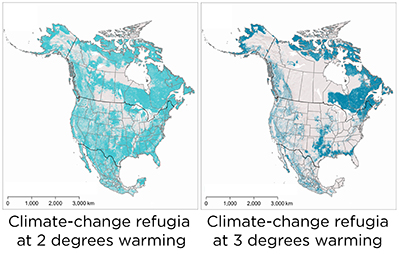 MSU researchers helped create maps of North America showing where habitats known as climate change refugia exist that would be resilient to different warming scenarios. The opportunities to protect these habitats is much greater when we can limit warming. The map on the left shows climate change refugia at 2 degrees Celsius; the left shows climate change refugia at 3 degrees Celsius.