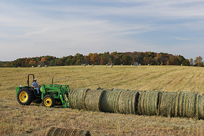 Bales of switchgrass are gathered for transport at a Great Lakes Bioenergy Research Center biofuels scale-up site at Michigan State’s W.K. Kellogg Biological Station Long-Term Ecological Research site. 
