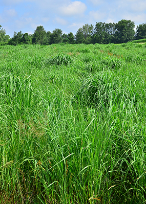 Image of switchgrass, a biofuel crop studied at Michigan State University, on a June morning.