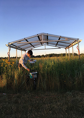 MSU postdoctoral researcher Mauricio Tejera-Nieves studies switchgrass near a rainfall exclusion shelter built by the Great Lakes Bioenergy Researcher Center at Michigan State’s W.K. Kellogg Biological Station Long-Term Ecological Research site.