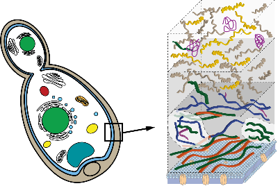 A simplified illustration of the fungal cell wall (left) as a layered assembly of many carbohydrates and proteins, which serve as the target of antifungal drugs, shown on the right.. 