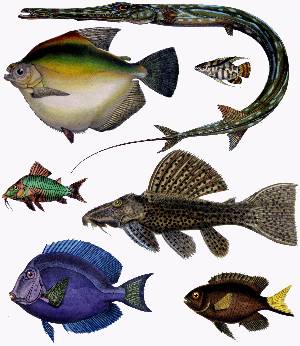 A painting containing a variety of of teleost fish by Francis de Laporte de Castelnau from the 1850s.