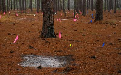 A photo of an experimental plot in a longleaf pine understory that is devoid of plant life. The forest ground is brown and the plot has orange flags throughout, marking seed additions to the plot.