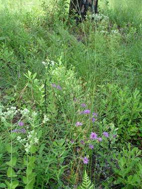 A photo of some of the native understory species that established following seeding fill in the pine understory at an experimental site at Fort Stewart in Georgia. Species pictured include Eupatorium rotundafolim (white flowers) and Veronia angustifolia (purple flowers). 