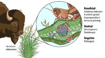 An illustration showing the diverse roles of microbial fungi in the overall health of switchgrass. Thei image shows a bison eating a plant on the left and a closeup of a grasshopper on the plant identifying beneficial, neutral and negative aspcts of those different roles. 