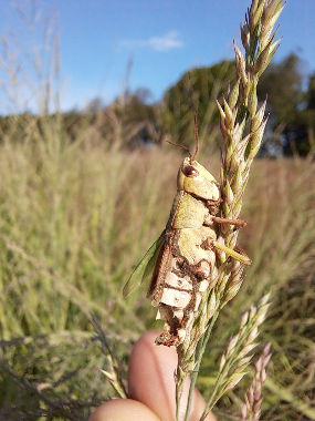 A photo of someone holding a stalk of switchgrass with a grasshopper killed by a Metarhizium fungus. Dark brown patches in the cracks in its exoskeleton show fungal spores. 