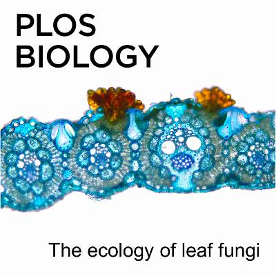 Cover of the PLOS journal with an illustration of fungi (shown in orange) on a leaf cross-section under a microscope..