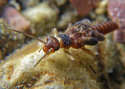 A closeup photo of a meltwater stonefly sitting on some rocks.