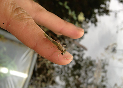 Photo of a damselfly sitting on someone's hand out in a field.