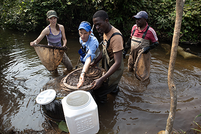 Jason Gallant and his team in the water surveying a stream for electric fishes in Gabon.