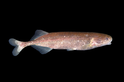 A photo of a specimen of an African weakly electric fish, known as elephantfishes. It is laying on a specimen table. The fish is a brownish copper color.