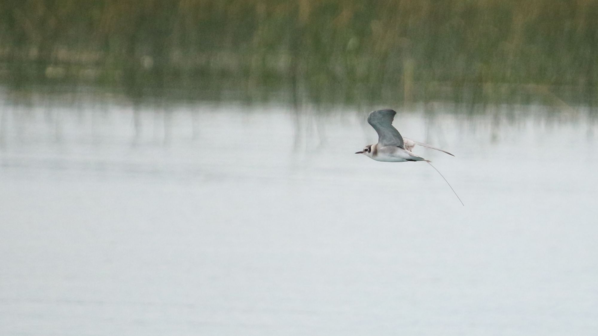 A juvenile black tern is in flight above water in a marsh. Green grass is visible in the background. The black tern is mostly white, but dark colorations are seen on its head and around its wings. 