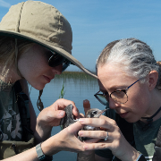 Two members of Audubon Great Lakes hold a black tern chick in a watery marsh in St. Clair Flats State Wildlife Area. They’re placing a tag on the bird that will help provide useful conservation data. 