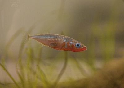 An image of a threespined stickleback fish in an aquarium. The fish is orangish in color with a background of aquatic plants and a sandy bottom.