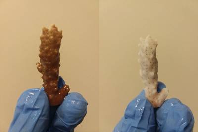 A researcher (hand with blue lab glove) holds up samples of coral resistant to bleaching on left and bleached coral on the right.