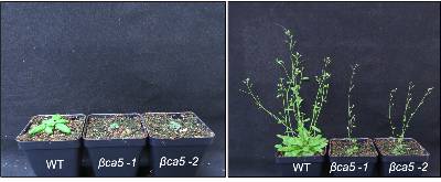 Two photos side-by-side showing wild-type Arabadopsis thaliana plants compared to plants with mutant carbonic anhydrase βCA5.