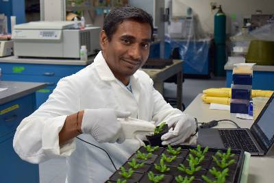Naveen Sharma, postdoctoral researcher in the Brandizzi lab, uses a MultispeQ instrument to measure the rate of photosynthesis in wild-type and mutant Arabidopsis thaliana plants. 
