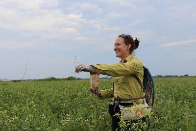 Photo of MSU plant biologist Lauren Sullivan collecting seeds from virgin tall grass at Tucker Prairie in Callaway County, Mo.