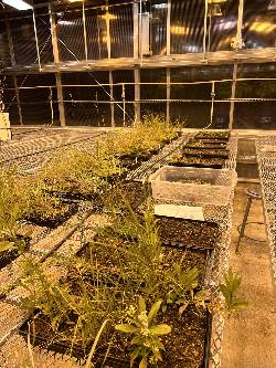 An image of seebank plots growing in a greenhouse.In the foreground are plots where seedlings are waiting to be removed, and in the background, plots have seedlings identified and removed.