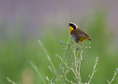 An image of a common yellowthroat (yellow throat with a black band across the eyes and a brown body), a North American songbird species, sits on a plant sprig in a field.