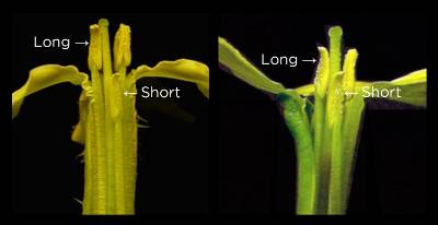 A side-by-side image of a wild radish’s stamen shows that, on the left, natural wild radishes have stamens of two easily discernible lengths. On the right, the difference in length is much less pronounced because of artificial selection.