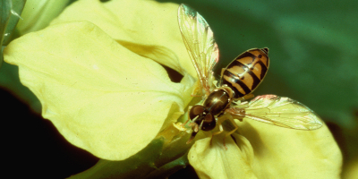 A hoverfly pollinates a wild radish flower.