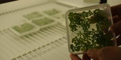 Hands hold a square-shaped growth tray containing small sprouting green plants called Arabidopsis thaliana in front of an open refrigerator door. More growth trays are inside the fridge, resting on a wire shelf. 