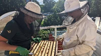 Two RISE students, Anna Heck (left) and Abigail Snelling, perform a hive check on the Bailey Bees on the roof of Bailey Hall, where the beehives are located. The students wear beekeeping gear to protect them while they are working in the hives or collecting honey.