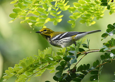 A black-throated green warbler — a yellowish green bird with black and white bands — is perched on a branch with small green leaves.