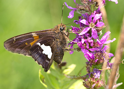 A brown silver-spotted skipper butterfly with orange and white markings drinks nectar from a purple flower.